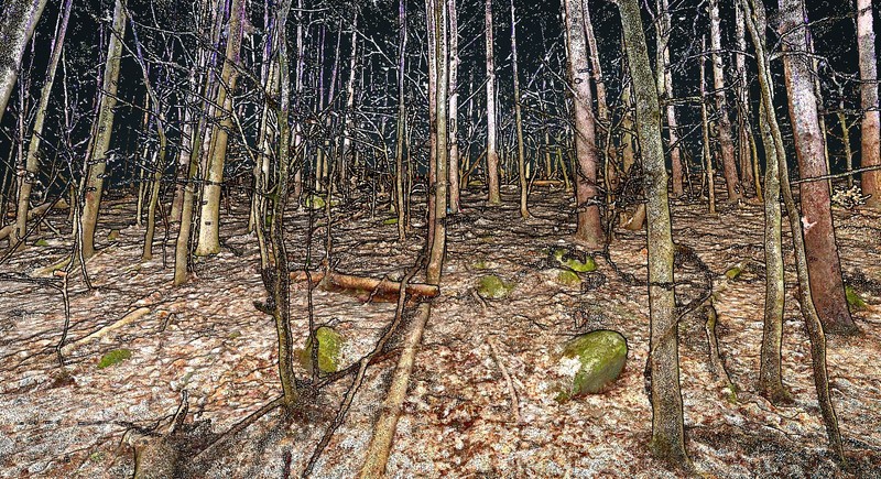Colorized SLAM point cloud of a forest with tree trunks, rocks and forest floor
